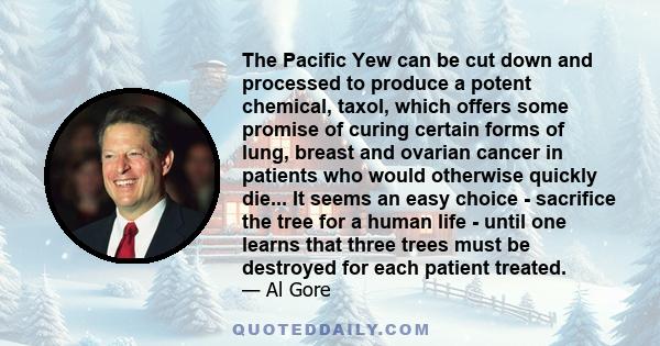 The Pacific Yew can be cut down and processed to produce a potent chemical, taxol, which offers some promise of curing certain forms of lung, breast and ovarian cancer in patients who would otherwise quickly die... It