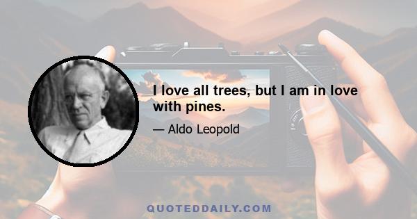 I love all trees, but I am in love with pines.