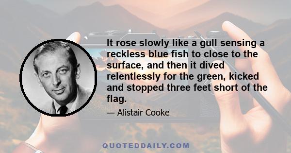 It rose slowly like a gull sensing a reckless blue fish to close to the surface, and then it dived relentlessly for the green, kicked and stopped three feet short of the flag.