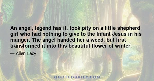 An angel, legend has it, took pity on a little shepherd girl who had nothing to give to the Infant Jesus in his manger. The angel handed her a weed, but first transformed it into this beautiful flower of winter.