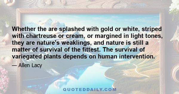 Whether the are splashed with gold or white, striped with chartreuse or cream, or margined in light tones, they are nature's weaklings, and nature is still a matter of survival of the fittest. The survival of variegated 