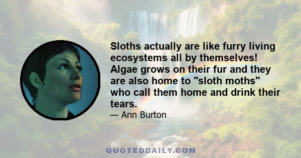 Sloths actually are like furry living ecosystems all by themselves! Algae grows on their fur and they are also home to sloth moths who call them home and drink their tears.