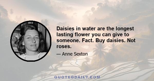 Daisies in water are the longest lasting flower you can give to someone. Fact. Buy daisies. Not roses.