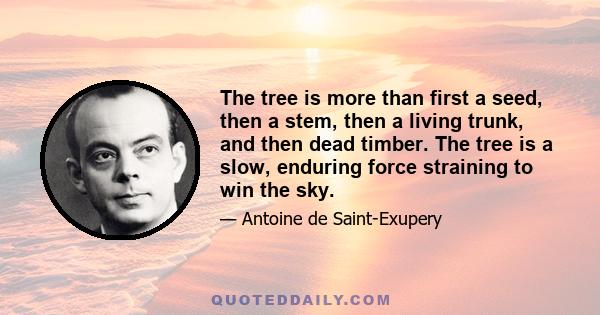 The tree is more than first a seed, then a stem, then a living trunk, and then dead timber. The tree is a slow, enduring force straining to win the sky.