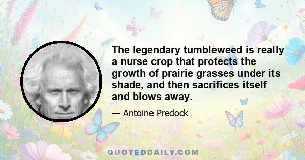 The legendary tumbleweed is really a nurse crop that protects the growth of prairie grasses under its shade, and then sacrifices itself and blows away.