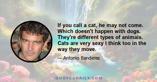 If you call a cat, he may not come. Which doesn't happen with dogs. They're different types of animals. Cats are very sexy I think too in the way they move.