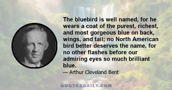 The bluebird is well named, for he wears a coat of the purest, richest, and most gorgeous blue on back, wings, and tail; no North American bird better deserves the name, for no other flashes before our admiring eyes so