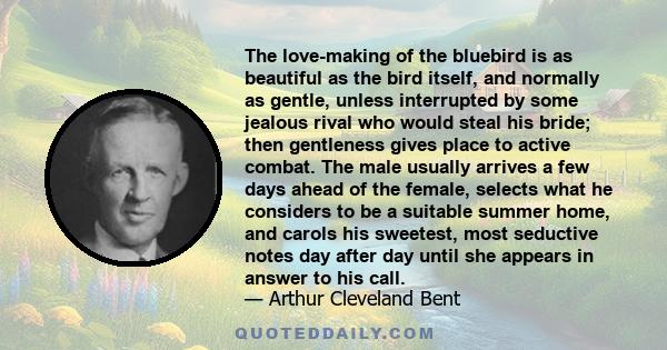 The love-making of the bluebird is as beautiful as the bird itself, and normally as gentle, unless interrupted by some jealous rival who would steal his bride; then gentleness gives place to active combat. The male