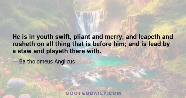 He is in youth swift, pliant and merry, and leapeth and rusheth on all thing that is before him; and is lead by a staw and playeth there with.