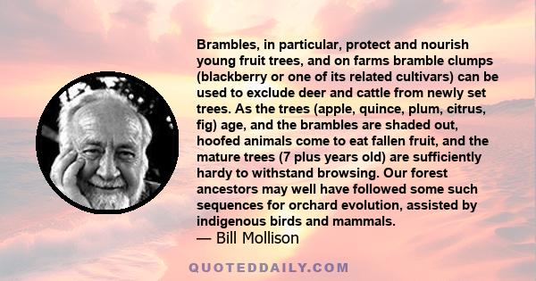 Brambles, in particular, protect and nourish young fruit trees, and on farms bramble clumps (blackberry or one of its related cultivars) can be used to exclude deer and cattle from newly set trees. As the trees (apple,