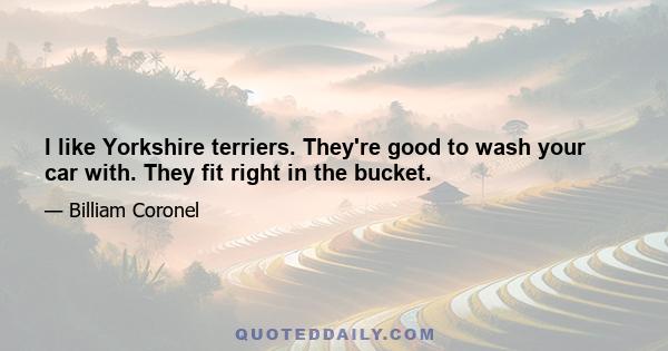 I like Yorkshire terriers. They're good to wash your car with. They fit right in the bucket.