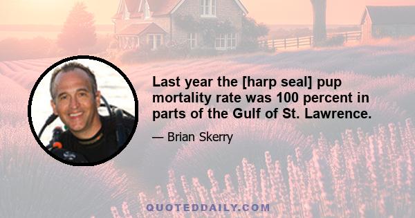 Last year the [harp seal] pup mortality rate was 100 percent in parts of the Gulf of St. Lawrence.