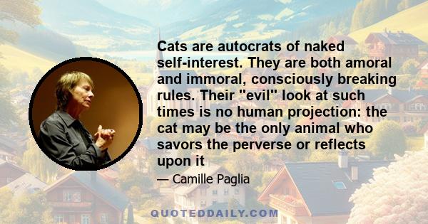 Cats are autocrats of naked self-interest. They are both amoral and immoral, consciously breaking rules. Their ''evil'' look at such times is no human projection: the cat may be the only animal who savors the perverse