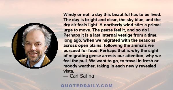 Windy or not, a day this beautiful has to be lived. The day is bright and clear, the sky blue, and the dry air feels light. A northerly wind stirs a primal urge to move. The geese feel it, and so do I. Perhaps it is a