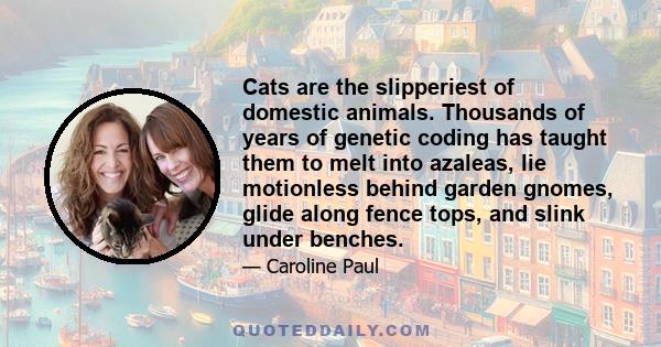 Cats are the slipperiest of domestic animals. Thousands of years of genetic coding has taught them to melt into azaleas, lie motionless behind garden gnomes, glide along fence tops, and slink under benches.