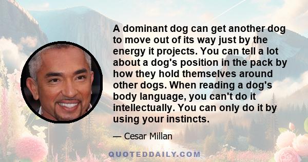 A dominant dog can get another dog to move out of its way just by the energy it projects. You can tell a lot about a dog's position in the pack by how they hold themselves around other dogs. When reading a dog's body