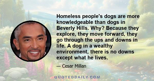 Homeless people's dogs are more knowledgeable than dogs in Beverly Hills. Why? Because they explore, they move forward, they go through the ups and downs in life. A dog in a wealthy environment, there is no downs except 