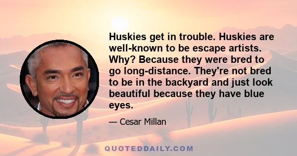 Huskies get in trouble. Huskies are well-known to be escape artists. Why? Because they were bred to go long-distance. They're not bred to be in the backyard and just look beautiful because they have blue eyes.