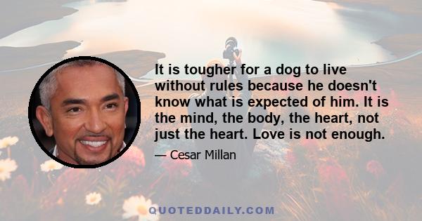 It is tougher for a dog to live without rules because he doesn't know what is expected of him. It is the mind, the body, the heart, not just the heart. Love is not enough.