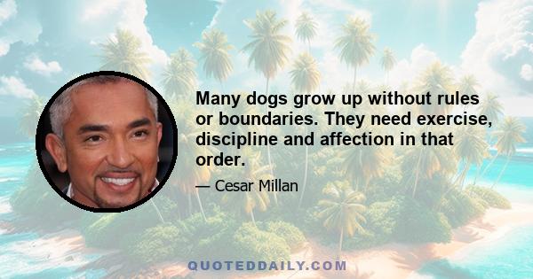 Many dogs grow up without rules or boundaries. They need exercise, discipline and affection in that order.