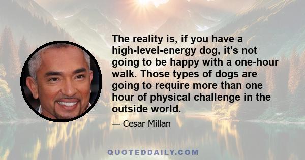 The reality is, if you have a high-level-energy dog, it's not going to be happy with a one-hour walk. Those types of dogs are going to require more than one hour of physical challenge in the outside world.