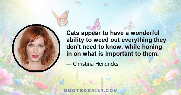 Cats appear to have a wonderful ability to weed out everything they don't need to know, while honing in on what is important to them.