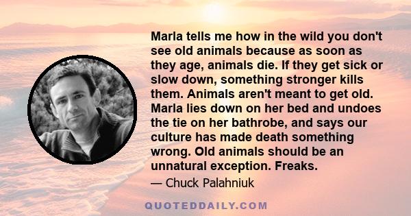 Marla tells me how in the wild you don't see old animals because as soon as they age, animals die. If they get sick or slow down, something stronger kills them. Animals aren't meant to get old. Marla lies down on her