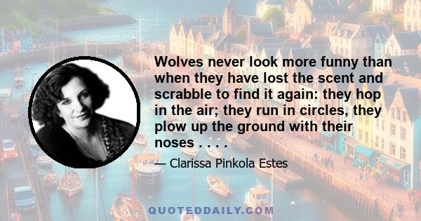 Wolves never look more funny than when they have lost the scent and scrabble to find it again: they hop in the air; they run in circles, they plow up the ground with their noses . . . .