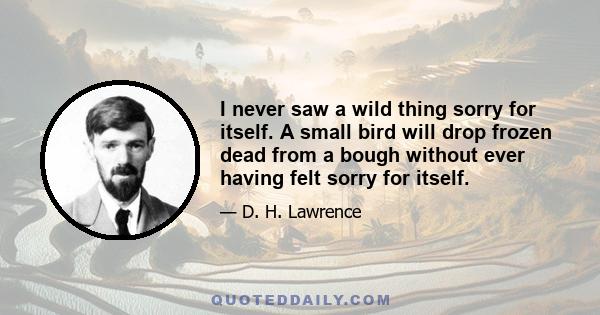 I never saw a wild thing sorry for itself. A small bird will drop frozen dead from a bough without ever having felt sorry for itself.