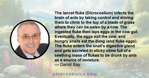 The lancet fluke (Dicrocoelium) infects the brain of ants by taking control and driving them to climb to the top of a blade of grass where they can be eaten by a cow. The ingested fluke then lays eggs in the cow gut.