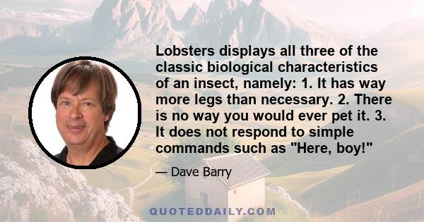 Lobsters displays all three of the classic biological characteristics of an insect, namely: 1. It has way more legs than necessary. 2. There is no way you would ever pet it. 3. It does not respond to simple commands