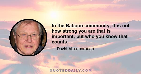 In the Baboon community, it is not how strong you are that is important, but who you know that counts