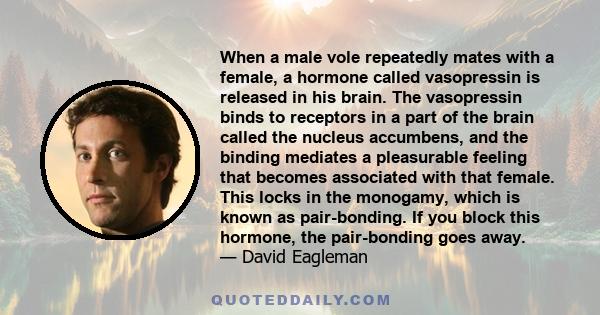 When a male vole repeatedly mates with a female, a hormone called vasopressin is released in his brain. The vasopressin binds to receptors in a part of the brain called the nucleus accumbens, and the binding mediates a