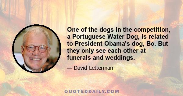 One of the dogs in the competition, a Portuguese Water Dog, is related to President Obama's dog, Bo. But they only see each other at funerals and weddings.