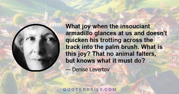 What joy when the insouciant armadillo glances at us and doesn't quicken his trotting across the track into the palm brush. What is this joy? That no animal falters, but knows what it must do?