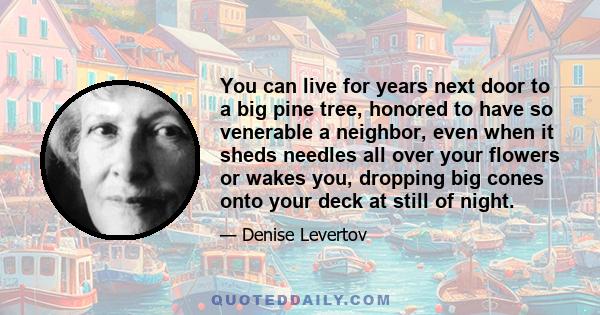 You can live for years next door to a big pine tree, honored to have so venerable a neighbor, even when it sheds needles all over your flowers or wakes you, dropping big cones onto your deck at still of night.