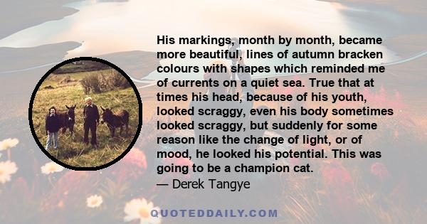 His markings, month by month, became more beautiful, lines of autumn bracken colours with shapes which reminded me of currents on a quiet sea. True that at times his head, because of his youth, looked scraggy, even his