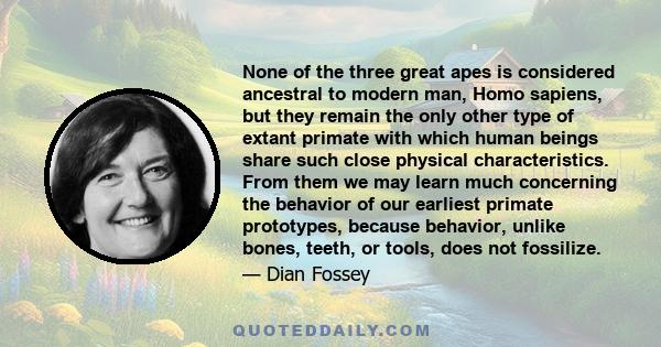 None of the three great apes is considered ancestral to modern man, Homo sapiens, but they remain the only other type of extant primate with which human beings share such close physical characteristics. From them we may 