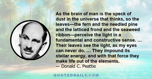 As the brain of man is the speck of dust in the universe that thinks, so the leaves—the fern and the needled pine and the latticed frond and the seaweed ribbon—perceive the light in a fundamental and constructive sense. 