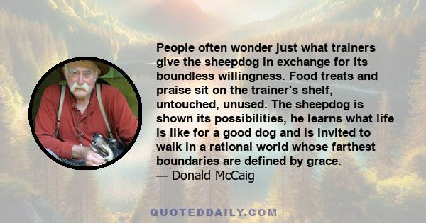 People often wonder just what trainers give the sheepdog in exchange for its boundless willingness. Food treats and praise sit on the trainer's shelf, untouched, unused. The sheepdog is shown its possibilities, he