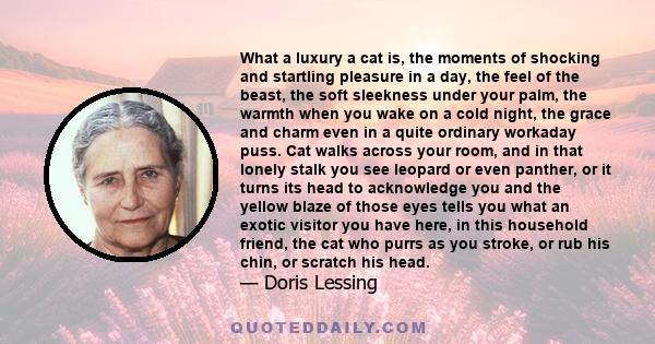 What a luxury a cat is, the moments of shocking and startling pleasure in a day, the feel of the beast, the soft sleekness under your palm, the warmth when you wake on a cold night, the grace and charm even in a quite