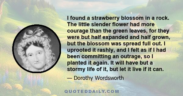 I found a strawberry blossom in a rock. The little slender flower had more courage than the green leaves, for they were but half expanded and half grown, but the blossom was spread full out. I uprooted it rashly, and I