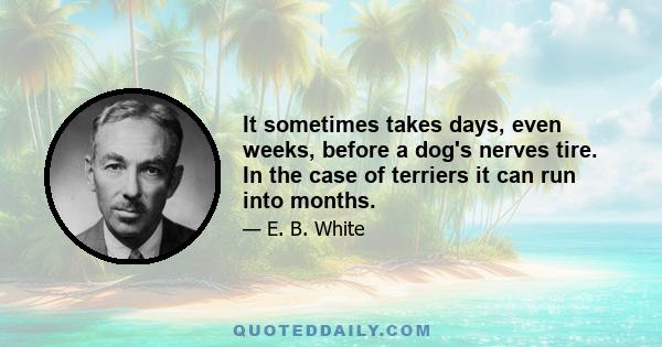 It sometimes takes days, even weeks, before a dog's nerves tire. In the case of terriers it can run into months.