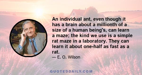 An individual ant, even though it has a brain about a millionth of a size of a human being's, can learn a maze; the kind we use is a simple rat maze in a laboratory. They can learn it about one-half as fast as a rat.