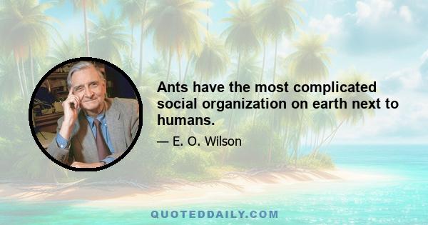 Ants have the most complicated social organization on earth next to humans.