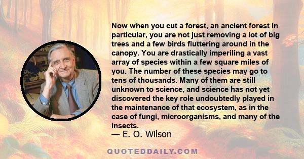 Now when you cut a forest, an ancient forest in particular, you are not just removing a lot of big trees and a few birds fluttering around in the canopy. You are drastically imperiling a vast array of species within a