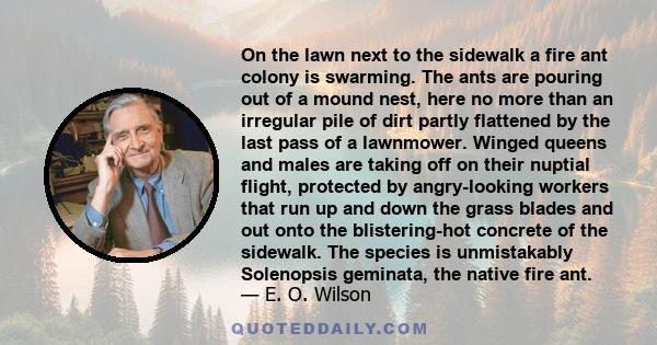 On the lawn next to the sidewalk a fire ant colony is swarming. The ants are pouring out of a mound nest, here no more than an irregular pile of dirt partly flattened by the last pass of a lawnmower. Winged queens and