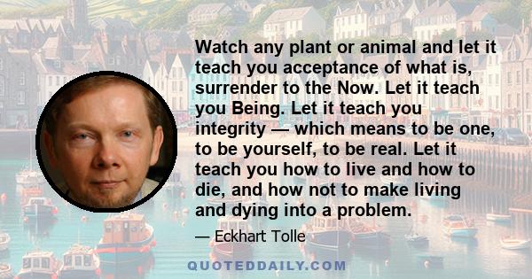 Watch any plant or animal and let it teach you acceptance of what is, surrender to the Now. Let it teach you Being. Let it teach you integrity — which means to be one, to be yourself, to be real. Let it teach you how to 