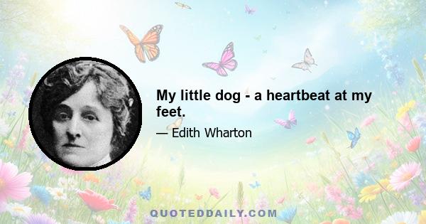 My little dog - a heartbeat at my feet.