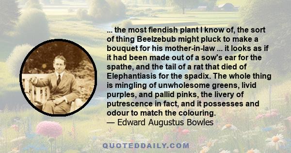 ... the most fiendish plant I know of, the sort of thing Beelzebub might pluck to make a bouquet for his mother-in-law ... it looks as if it had been made out of a sow's ear for the spathe, and the tail of a rat that